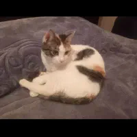 واگذاری ۲ عدد گربه dsh|گربه|تهران, جوادیه|دیوار