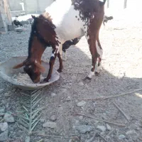 نری نقشی|حیوانات مزرعه|بندرعباس, |دیوار