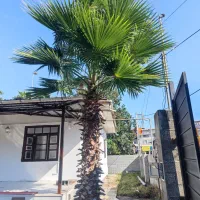 پالم واشنگتن