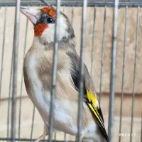ماده سهره کار داده سهره کهنه جفت قناری|پرنده|شیراز, شاپورجان|دیوار