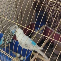 مرغ عشق جفت|پرنده|شاهین‌شهر, بانک استان|دیوار