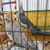 یک جفت طوطی عروس نر سخنگو یک میلیون|پرنده|لاهیجان, کوی زمانی|دیوار