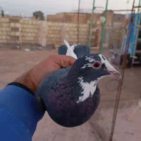 ماده پلنگ|پرنده|رفسنجان, |دیوار