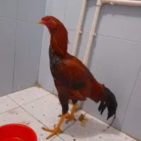 لاری ۷ماهه|حیوانات مزرعه|ایواوغلی, |دیوار