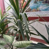 گلهای سرحال وشاداب.|گل و گیاه طبیعی|نورآباد ممسنی, |دیوار