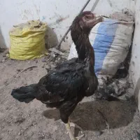 مرغ و خروس لاری معاوضه با دوچرخه ۲۶|حیوانات مزرعه|تربت جام, شهید مدرس|دیوار