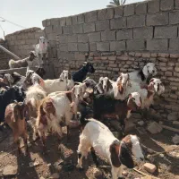 ۱۸عددبزدورگه۱۵۰ملیون|حیوانات مزرعه|امیدیه, |دیوار