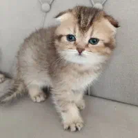 گربه گلدن پوینت و بلک گلد