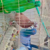 دوبال پلاکی