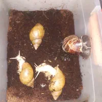 حلزون رایگان