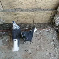 پرشی تیر ماه|پرنده|میانه, |دیوار