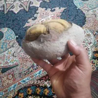 سنگ فسیلی|کلکسیون اشیاء عتیقه|گرگان, |دیوار