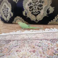 طوطی ملنگو|پرنده|بیرجند, |دیوار