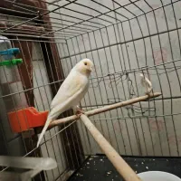 قناری نر و ماده|پرنده|قدس, شهرقدس|دیوار