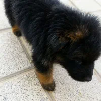 توله سگ ژرمن بلک فیس|سگ|کرمان, |دیوار