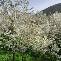 فروشومعاوضه باغ۱۰۰۰ متری در عارفی|فروش دفتر صنعتی، کشاورزی، تجاری|مشهد, رباط طرق|دیوار