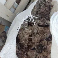 کمپوست قارچ استفاده شده