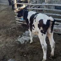 گاو و گوساله پنچ ماه|حیوانات مزرعه|گرگان, |دیوار