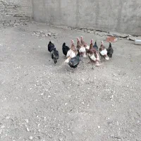 بوقلمون نر و ماده محلی|حیوانات مزرعه|بوکان, |دیوار