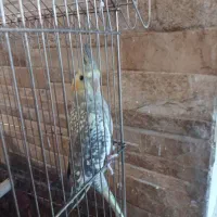 عروس هلندی