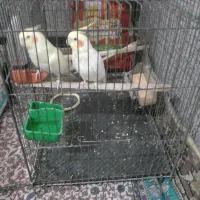 عروس هلندی