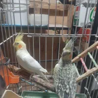 عروس هلندی