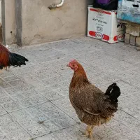 خرپس لاری جوان بامرغ تخمی جوان|حیوانات مزرعه|بیرجند, |دیوار