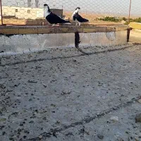 سیاه چپ