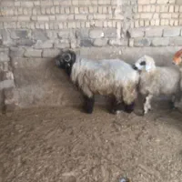 قوچ بختیاری کوهه
