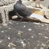 کبوتر|پرنده|میناب, |دیوار