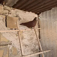 کبوتر|پرنده|تاکستان, |دیوار