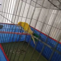 قناری نر رسمی بلند