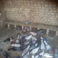 تعدادی کبوتر فروشی