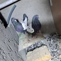 ۴ جفت سینه ای|پرنده|کرمان, |دیوار