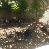 بوقلمون سه ماهه برنز آمریکایی ارگانیک|حیوانات مزرعه|تهران, خاوران|دیوار
