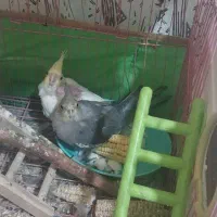 عروس هلندی با جوجه|پرنده|محمدیه-قزوین, |دیوار