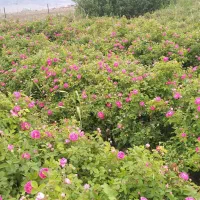 نهال گلمحمدی