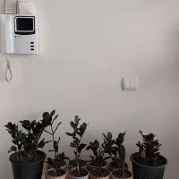 زاموفیلیا بلک