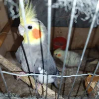 عروس هلندی|پرنده|زابل, |دیوار