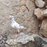 کبوتر پلاکی