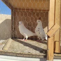 کبوتر فروشی|پرنده|قرچک, مهدیه|دیوار