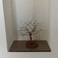 درختچه مسی تزیینی