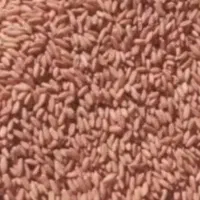 فروش گندم بذری