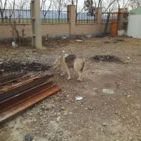 تیر اهن|عمده‌فروشی|فشاپویه, |دیوار