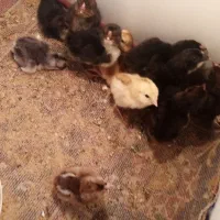 فرش مرغ گلین، جوجه گلین و خروس گلین. مامونیه|حیوانات مزرعه|زرندیه, |دیوار