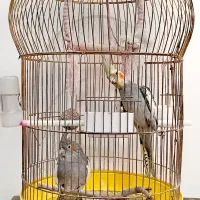 جفت عروس هلندی با قفس و وسایل