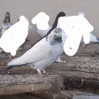 چند تا کبوتر