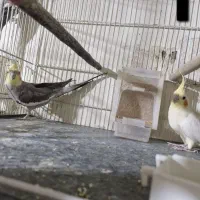 عروس هلندی|پرنده|شیروان (خراسان), |دیوار