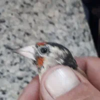 سهره ماده|پرنده|تهران, هرندی|دیوار