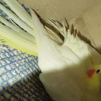 عروس هلندی رو تخم|پرنده|خرمدره, |دیوار